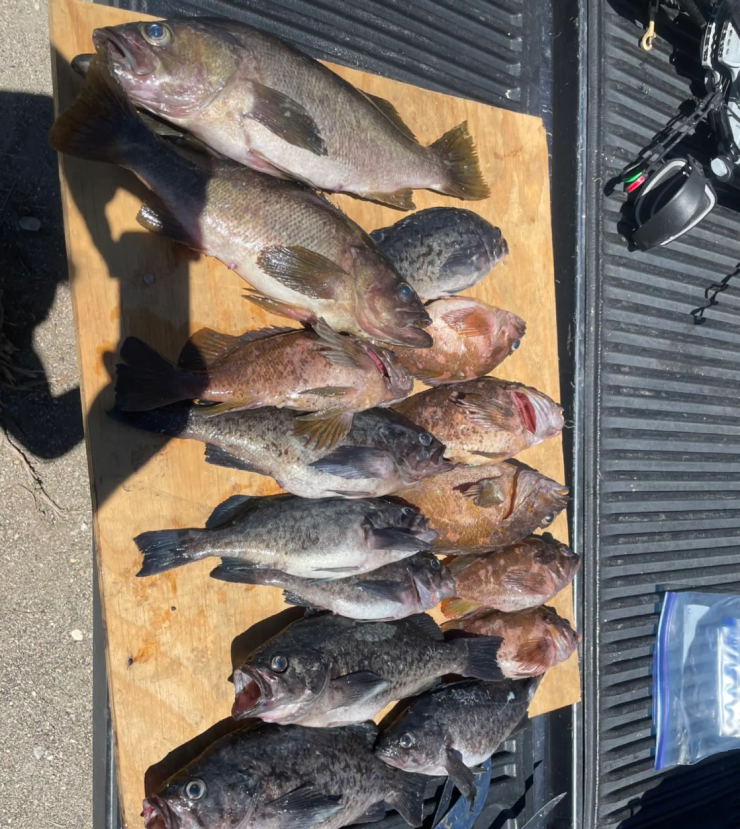 recently logged catches