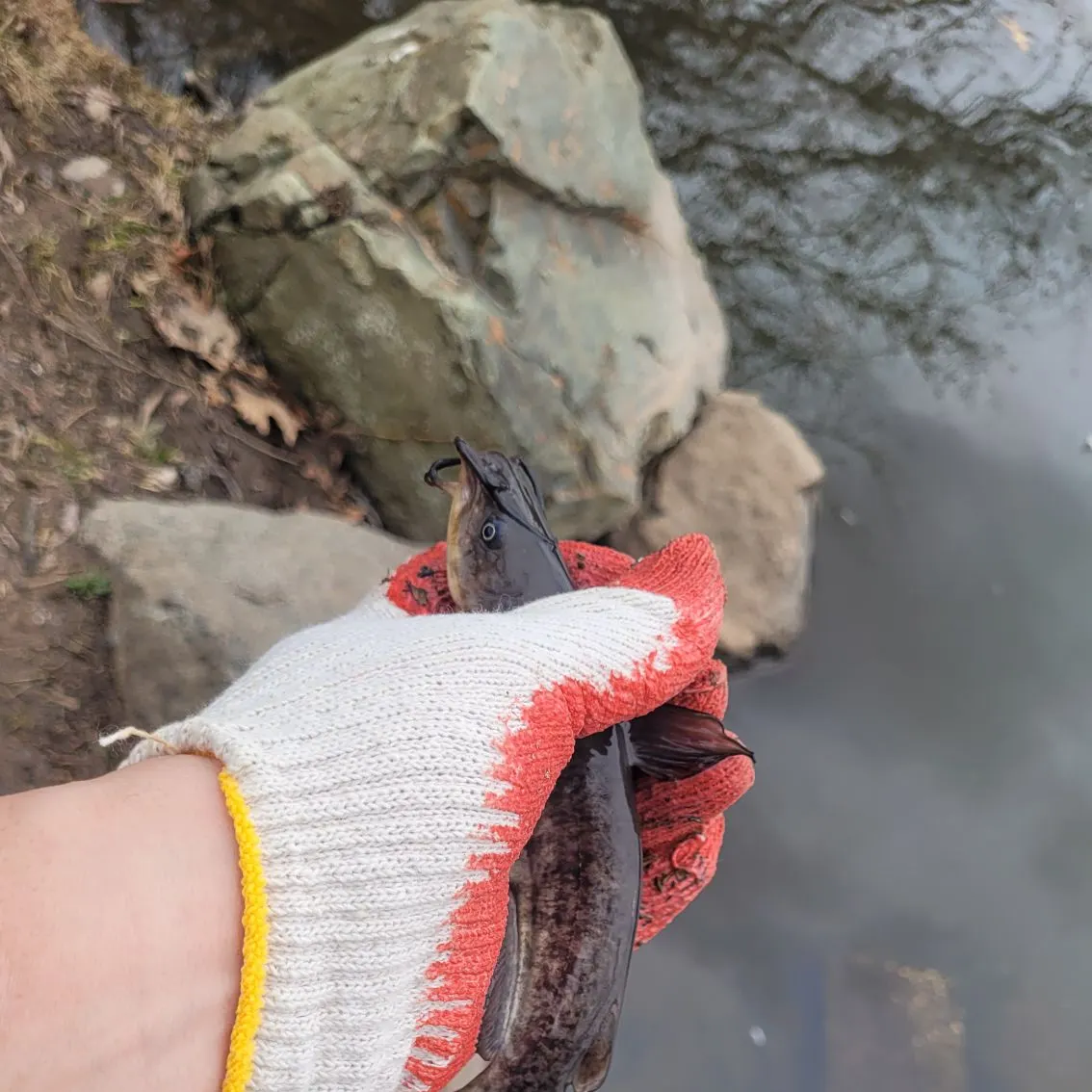 The most recent Flat bullhead catches on Fishbrain