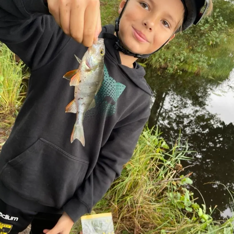 European perch caught on Fishbrain