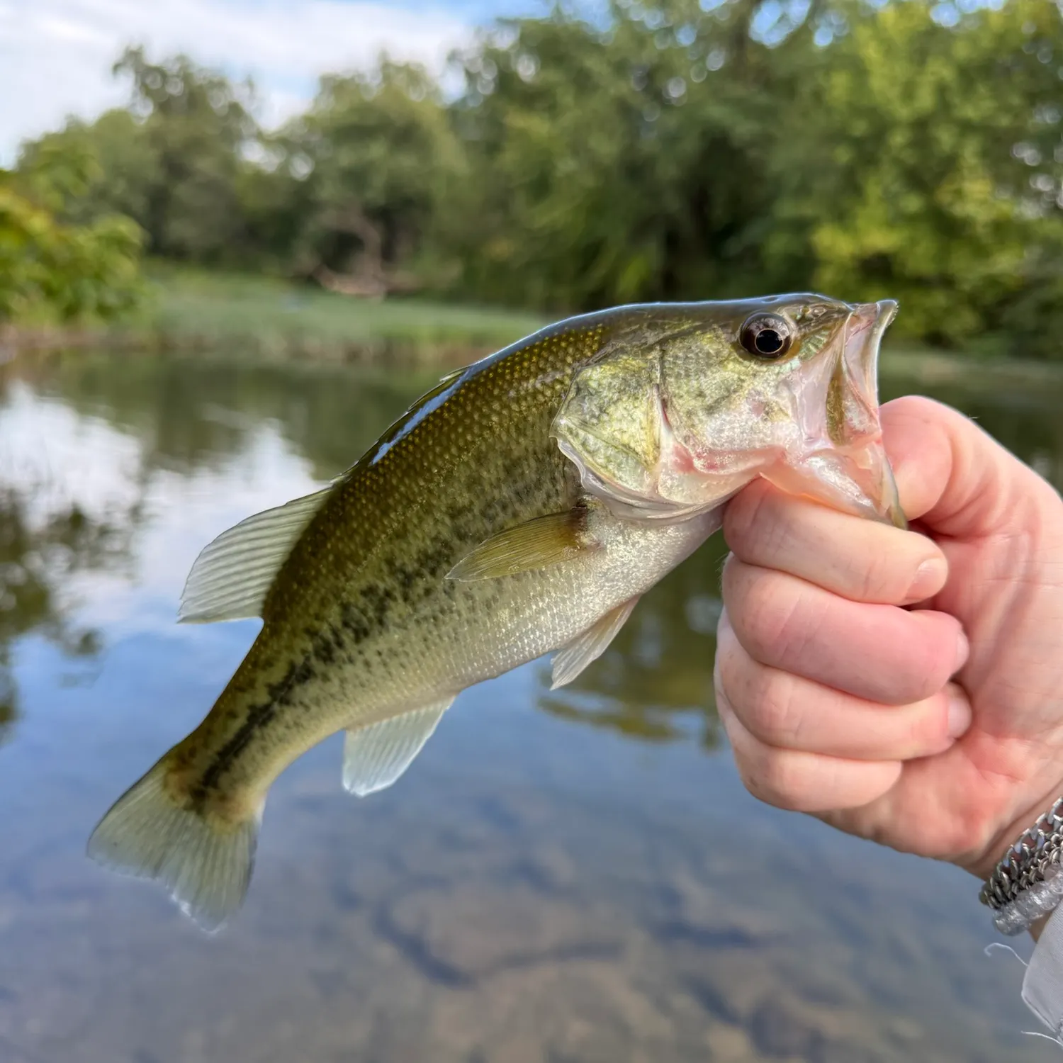 Largemouth bass caught on Fishbrain