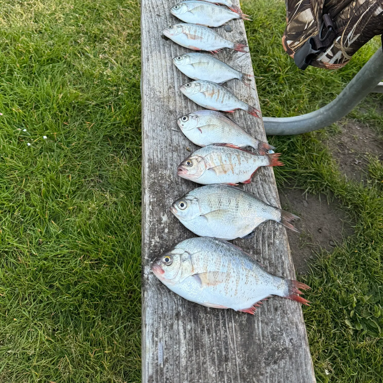 recently logged catches