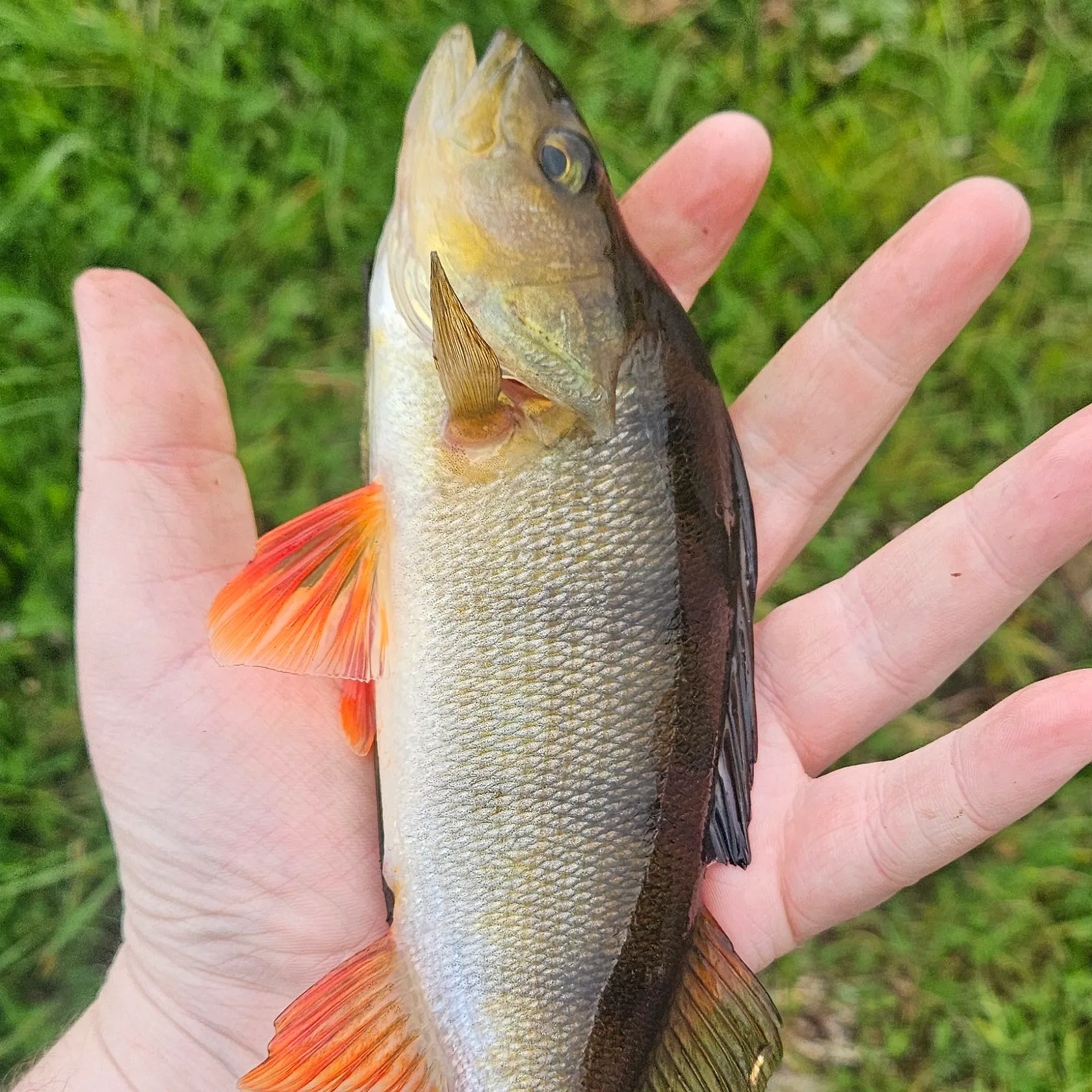 European perch caught on Fishbrain