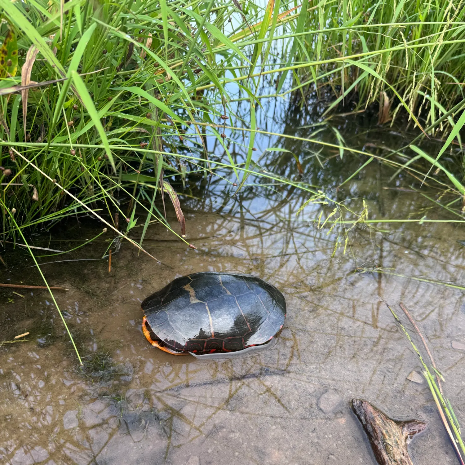 Painted turtle caught on Fishbrain