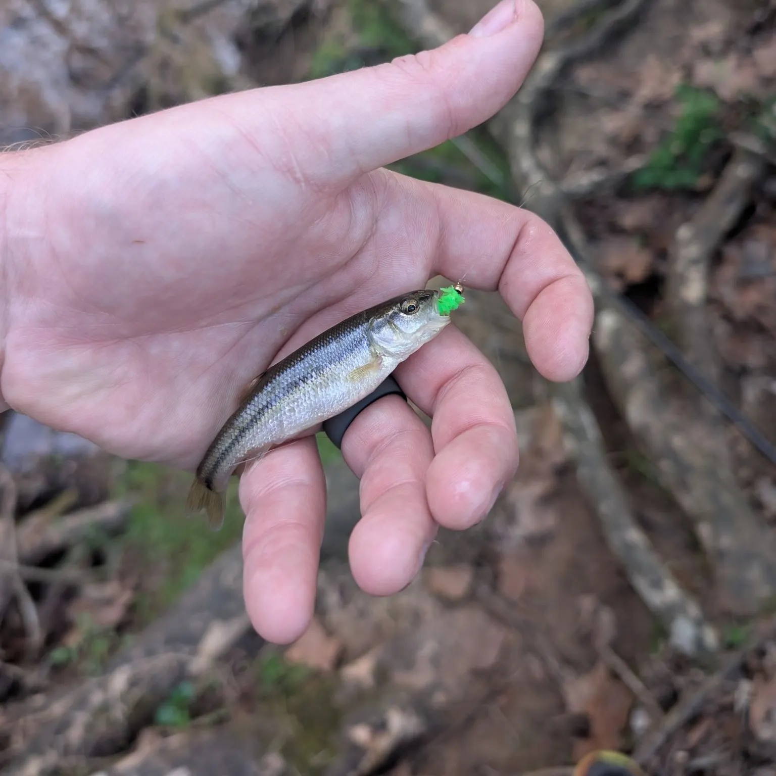 The most recent Sandhills chub catches on Fishbrain