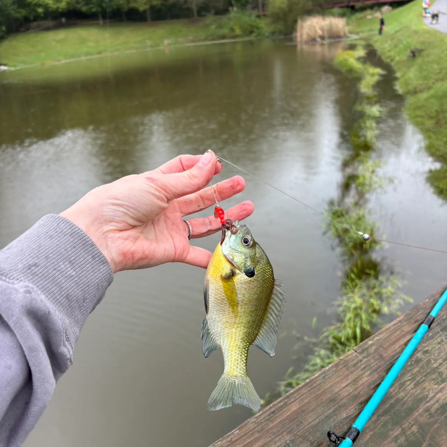 Bluegill caught on Fishbrain
