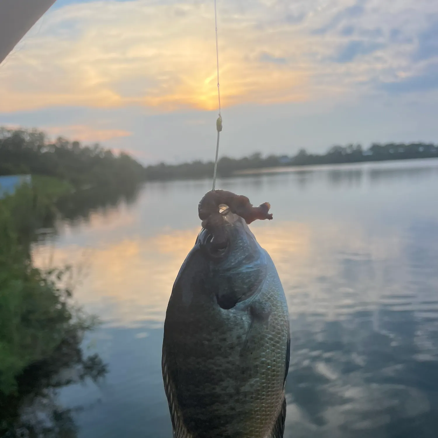 Bluegill caught on Fishbrain