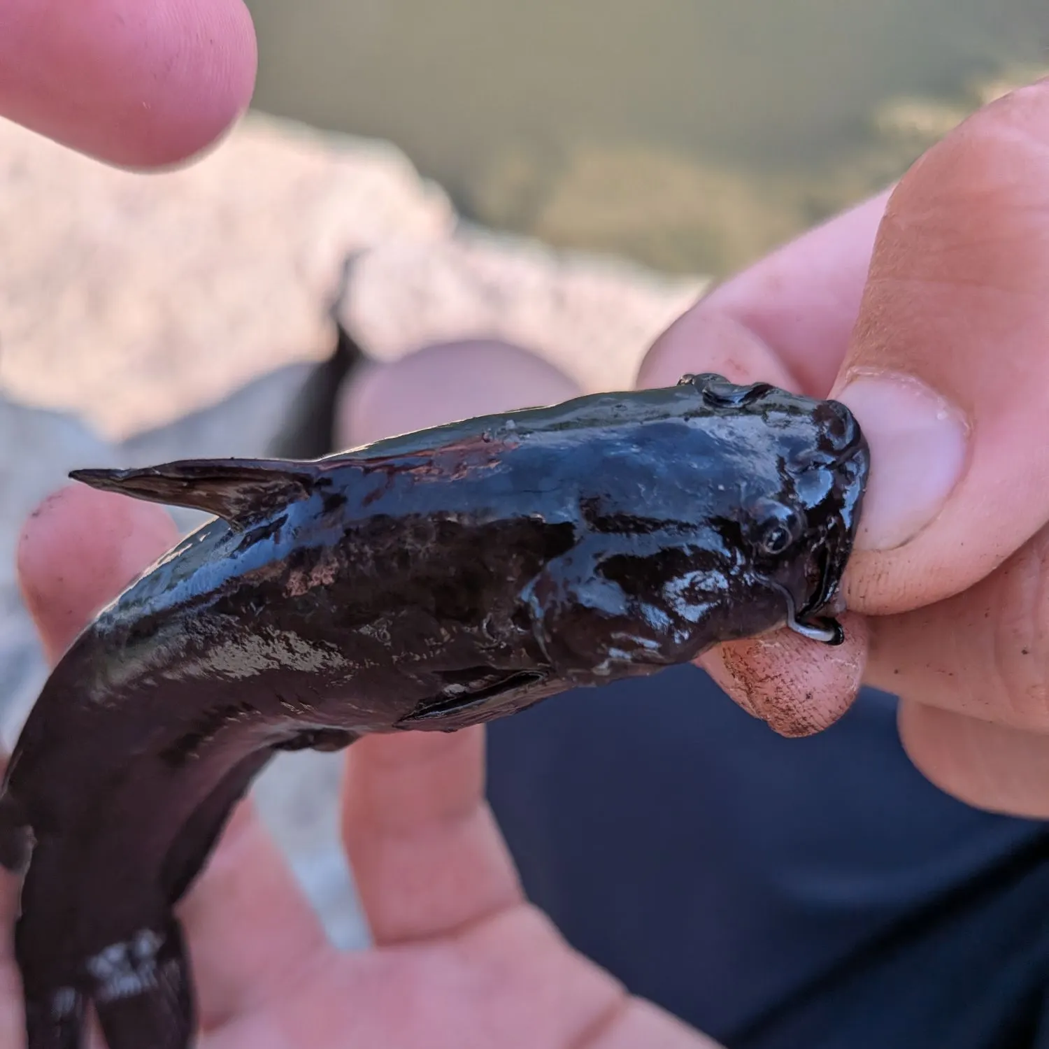 Black bullhead caught on Fishbrain