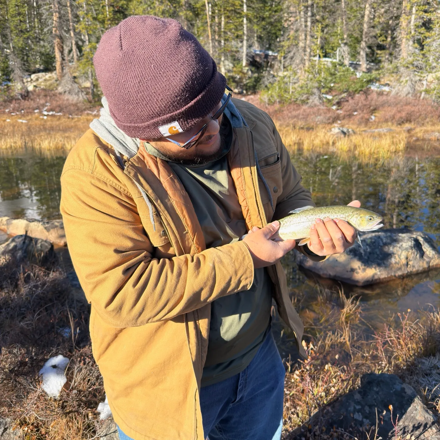 Tiger trout caught on Fishbrain