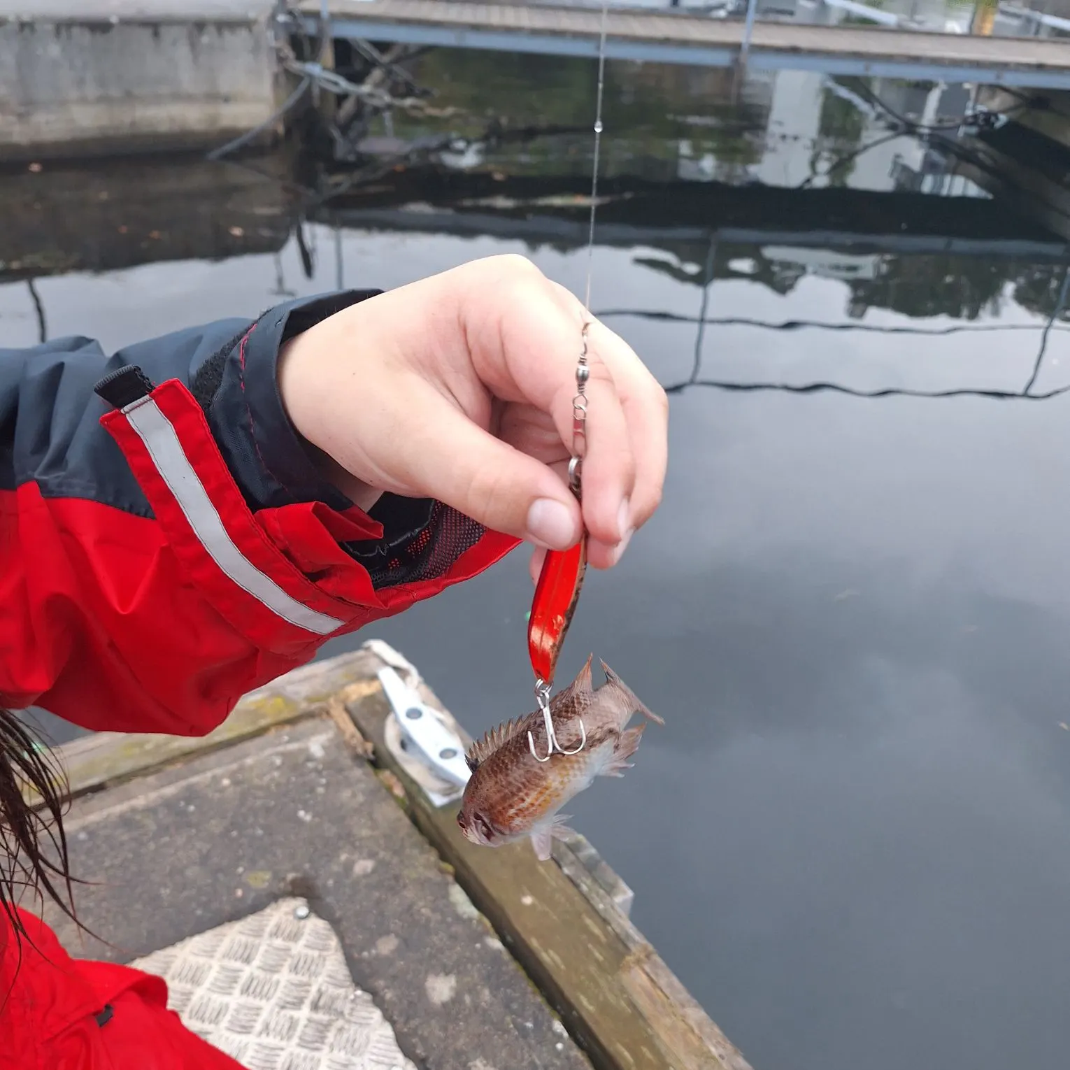 The most recent Goldsinny wrasse catches on Fishbrain