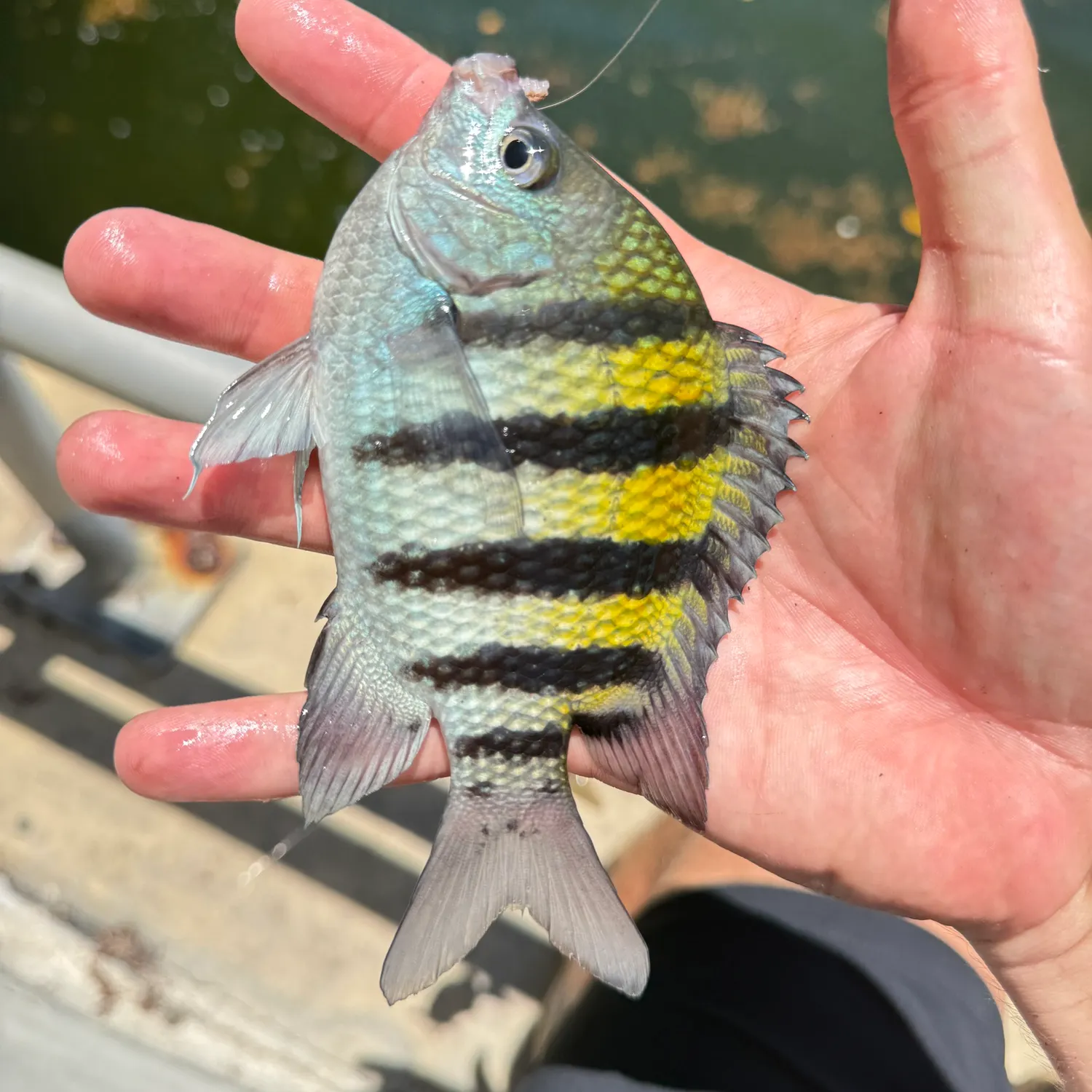 The most recent Sergeant-major catches on Fishbrain