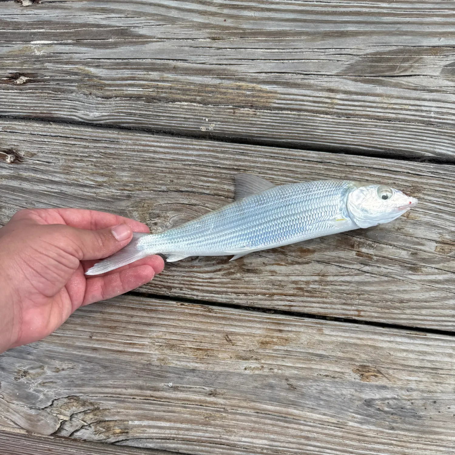The most recent West Atlantic bonefish catches on Fishbrain