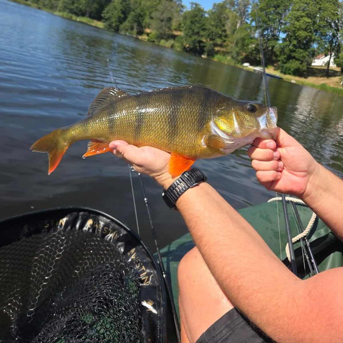 European perch caught on Fishbrain