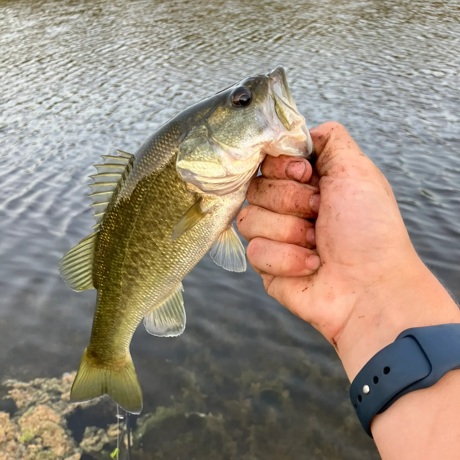 Fish caught on Fishbrain