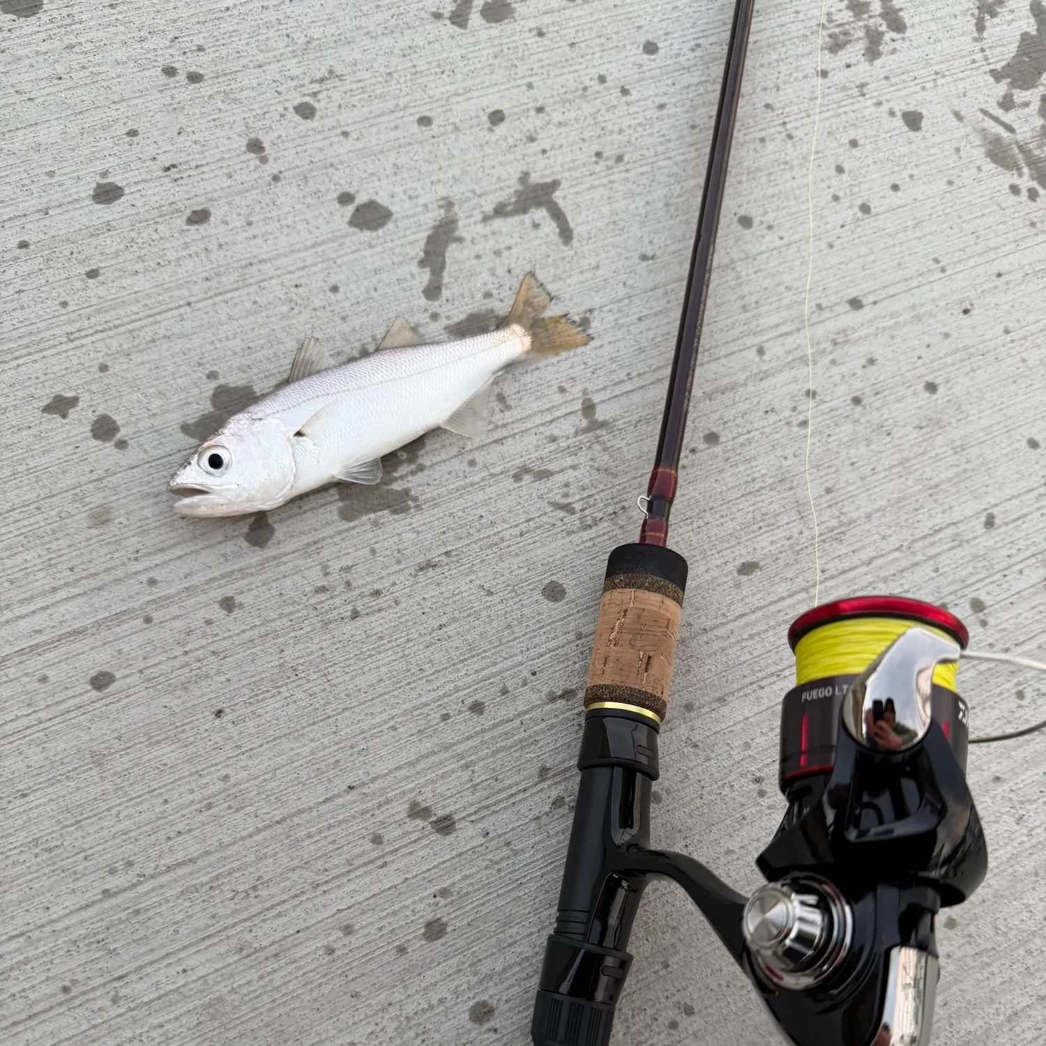 The most recent Queenfish catches on Fishbrain