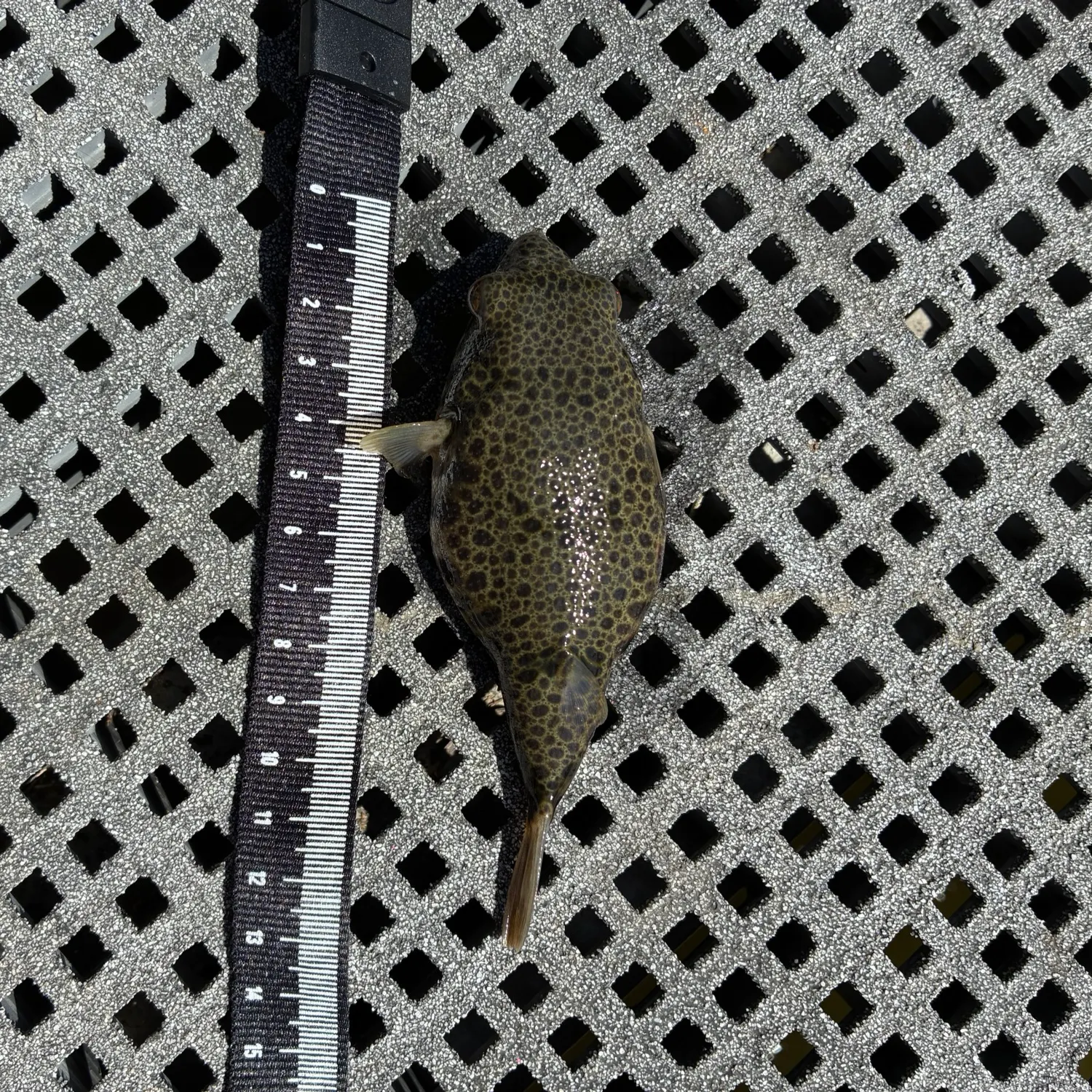 The most recent Smooth toadfish catches on Fishbrain