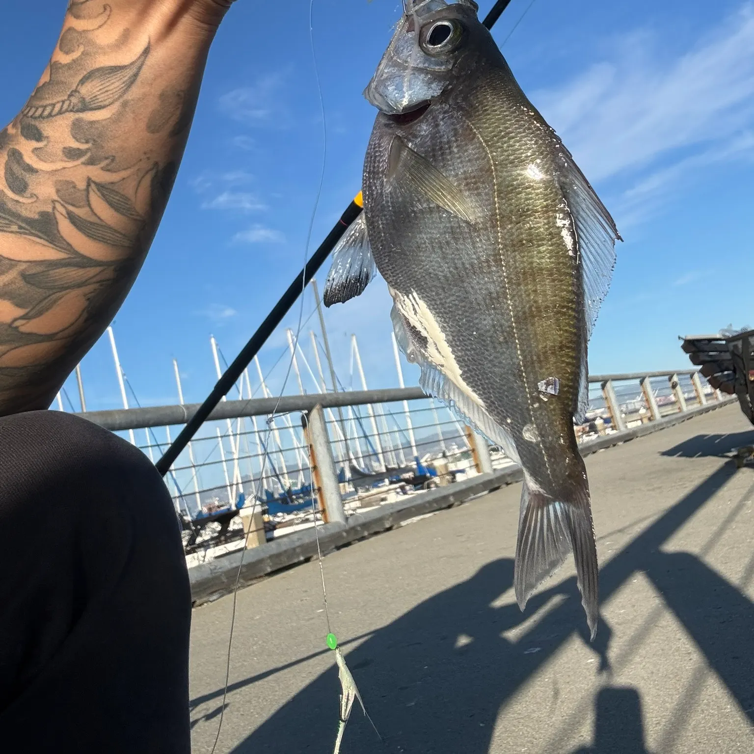 The most recent Walleye surfperch catches on Fishbrain
