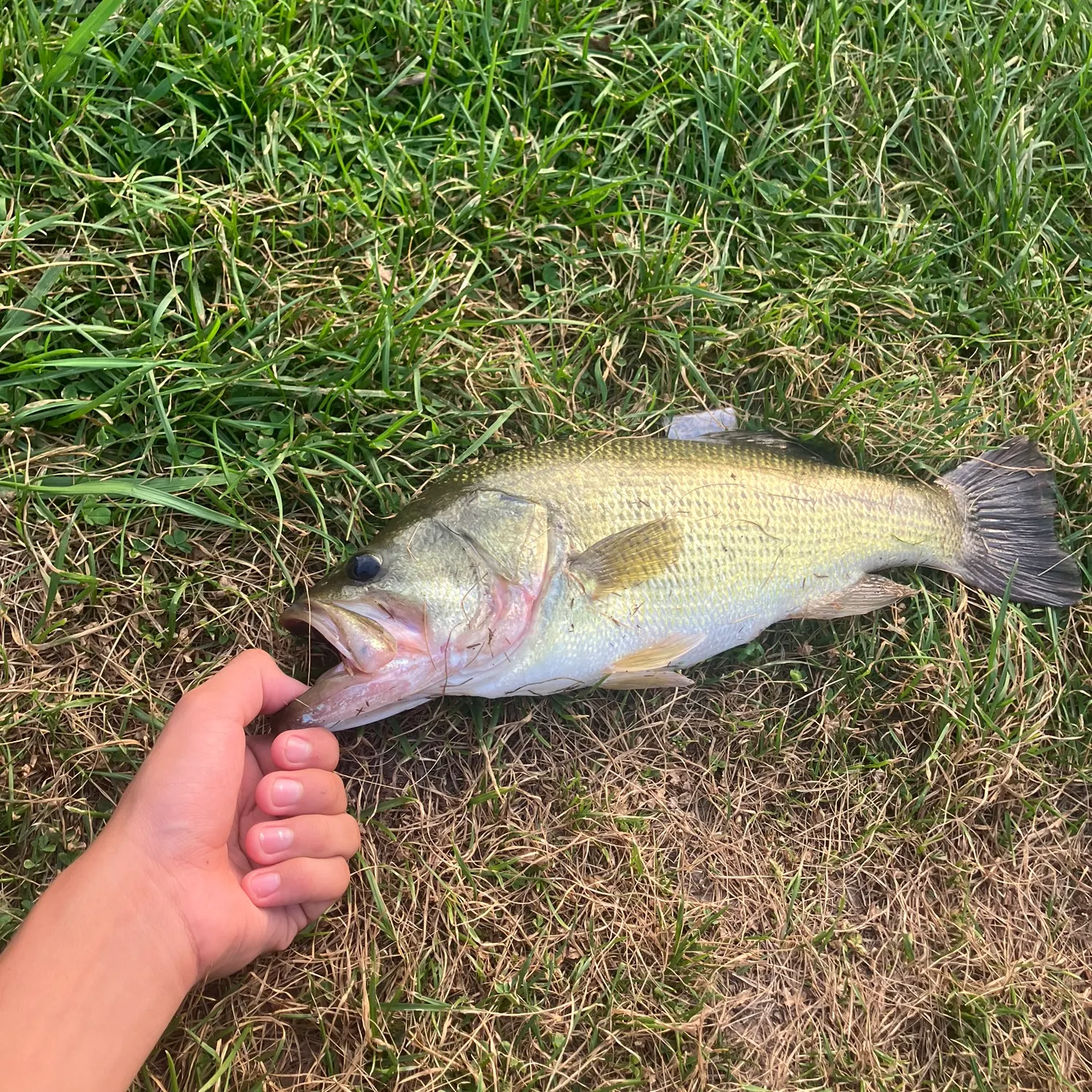 Fish caught on Fishbrain