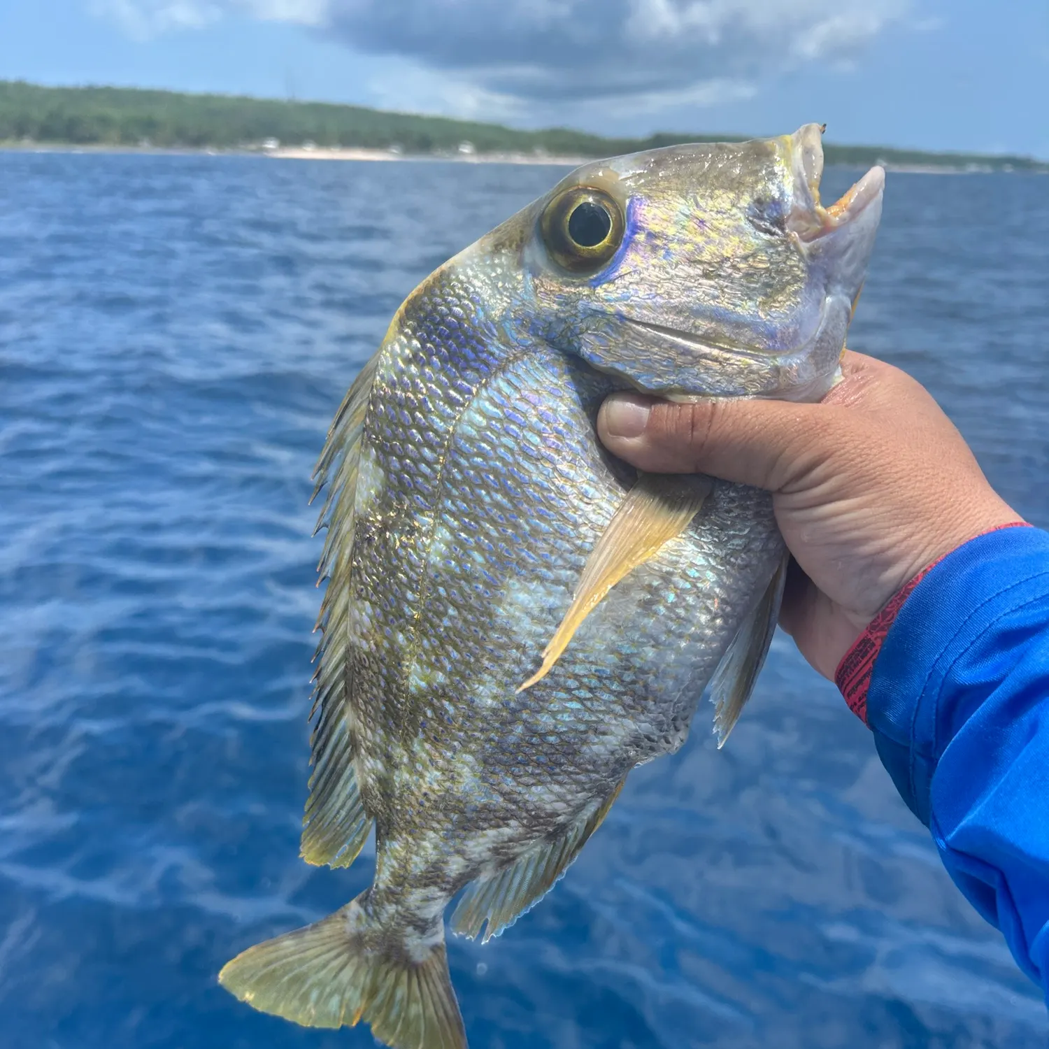 The most recent Littlehead Porgy catches on Fishbrain