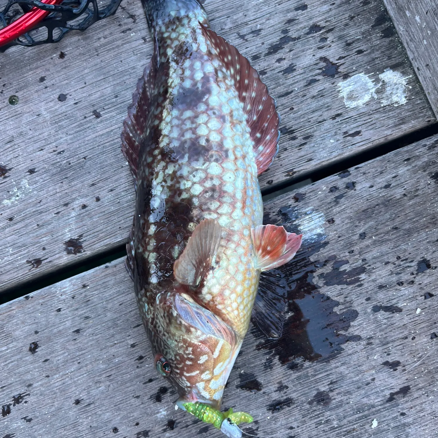 The most recent Rock wrasse catches on Fishbrain