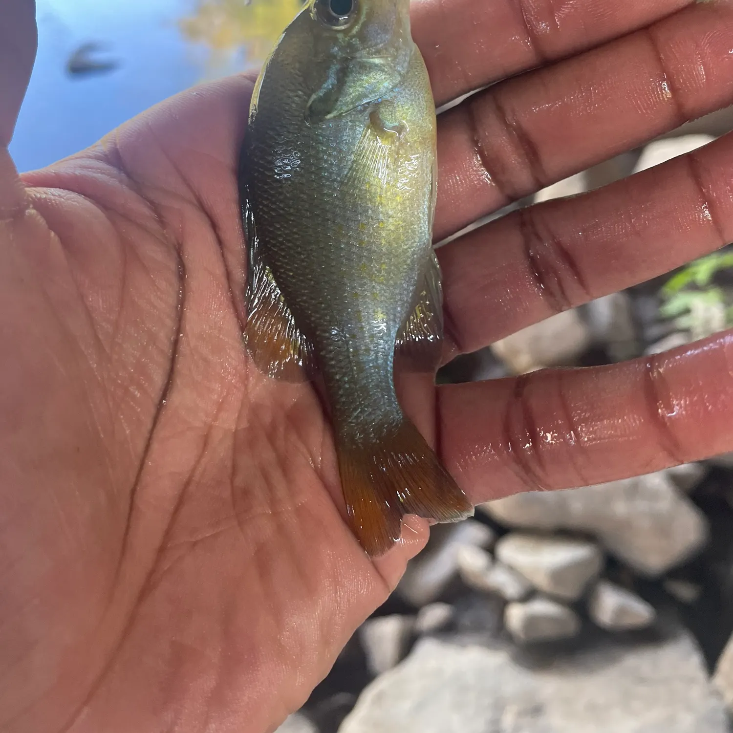 Green sunfish caught on Fishbrain