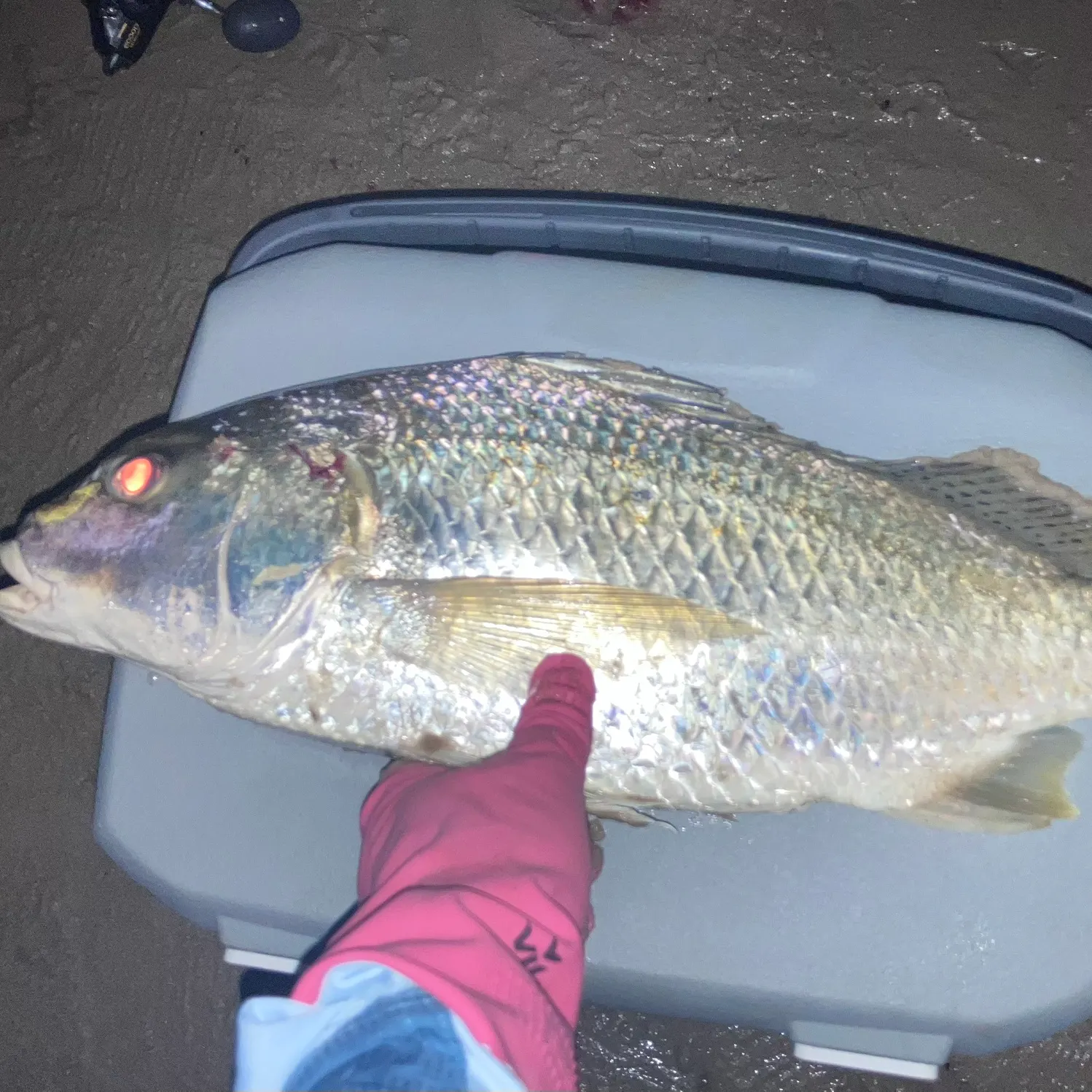 The most recent Javelin grunter catches on Fishbrain