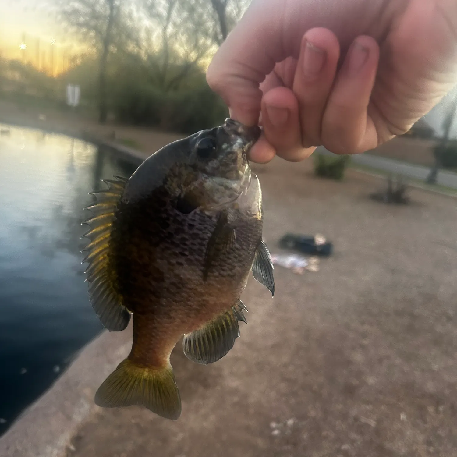 The most recent Bluegill catches on Fishbrain