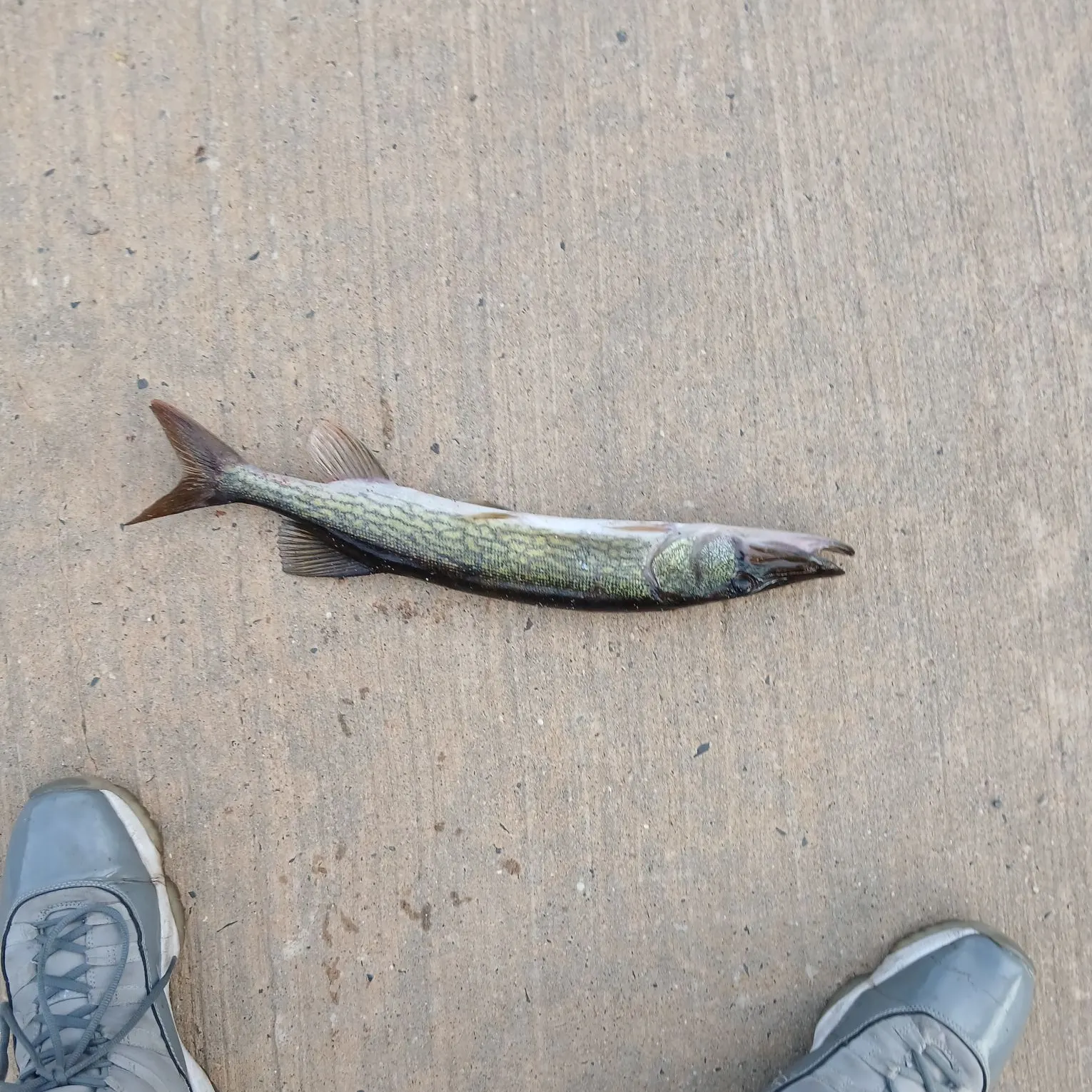 Chain pickerel caught on Fishbrain