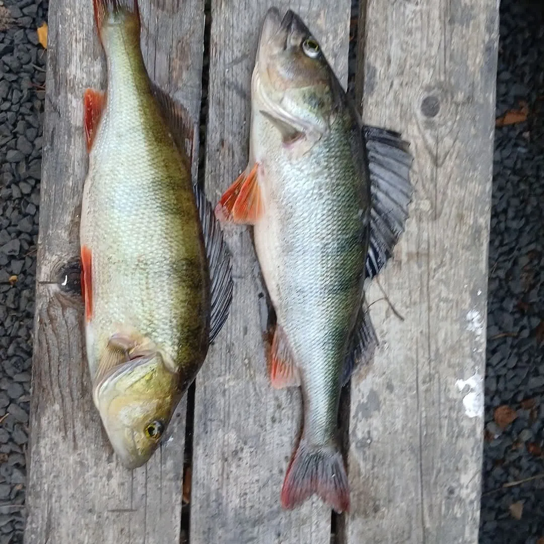 Fish caught on Fishbrain