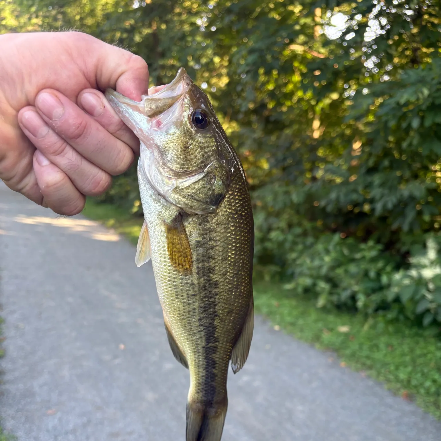 Largemouth bass caught on Fishbrain
