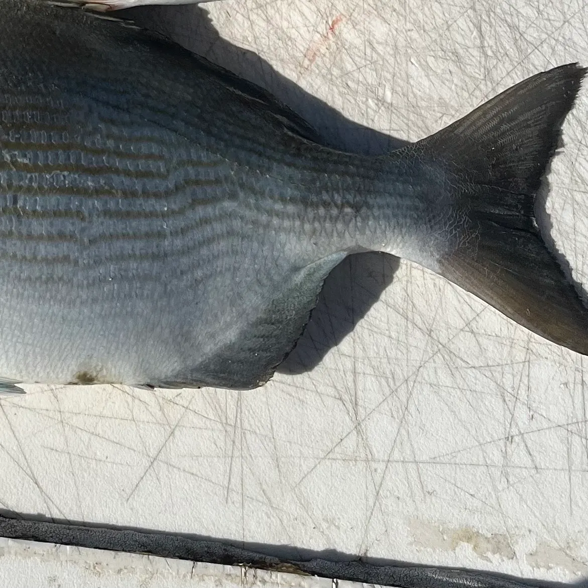 The most recent Bermuda sea chub catches on Fishbrain