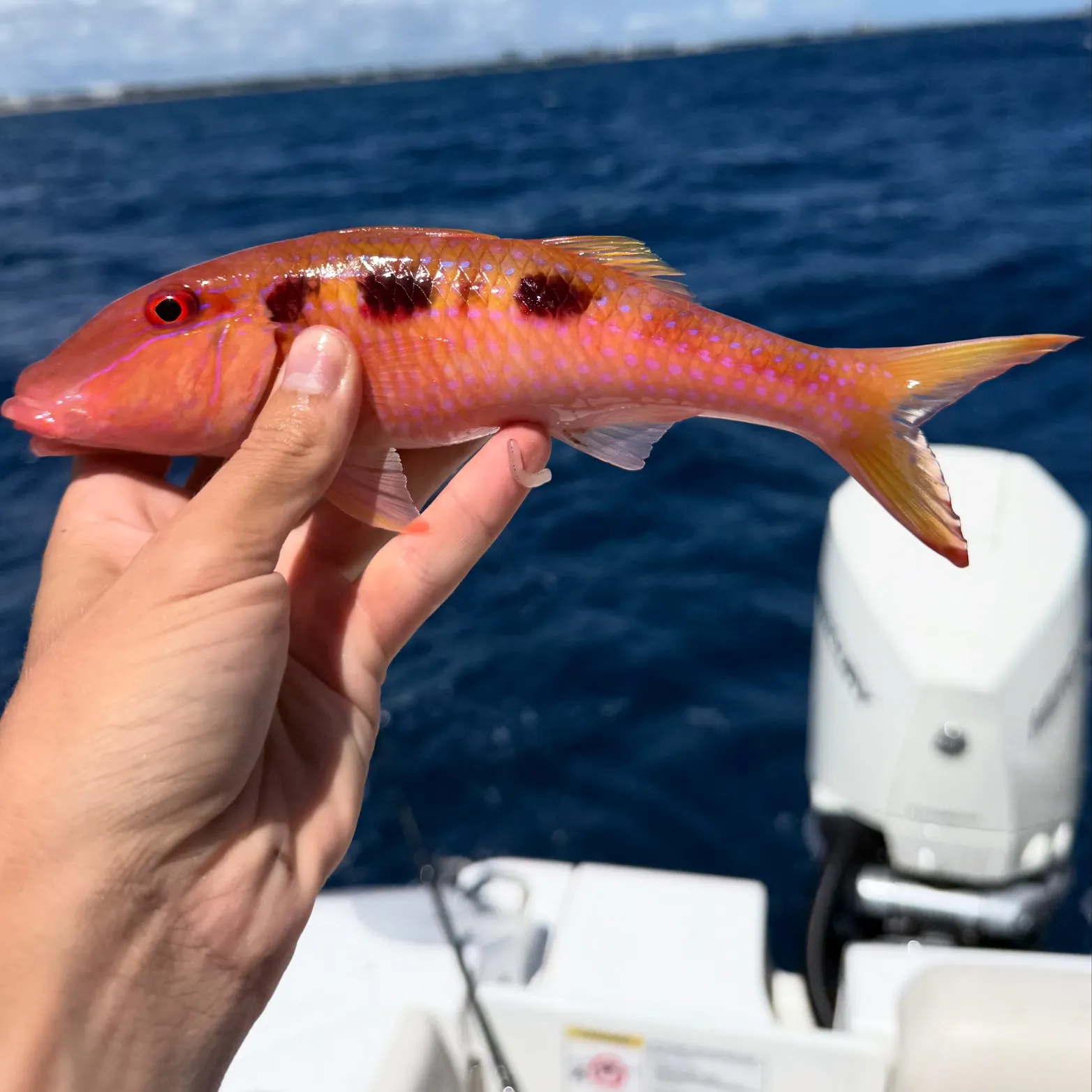 The most recent Spotted goatfish catches on Fishbrain