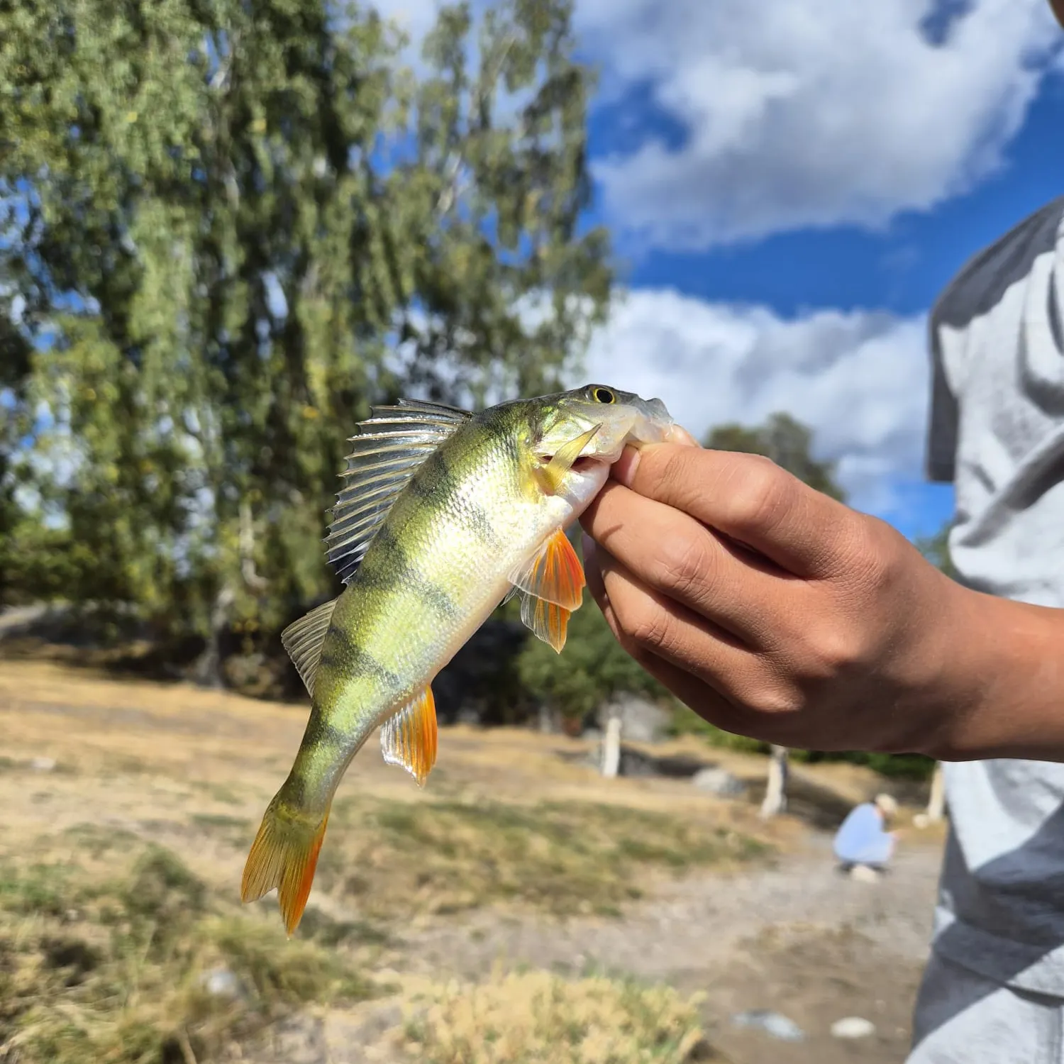 European perch caught on Fishbrain