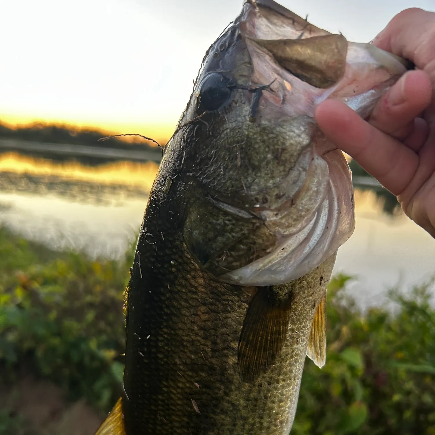 Fish caught on Fishbrain