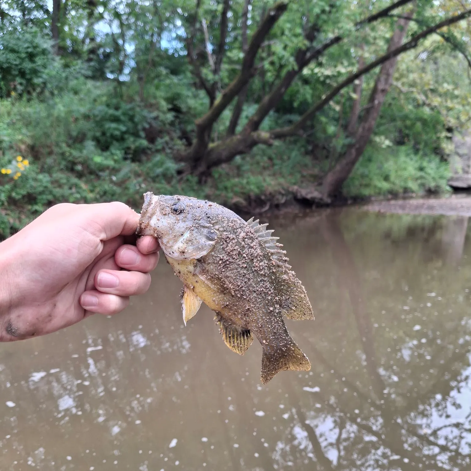 Green sunfish caught on Fishbrain
