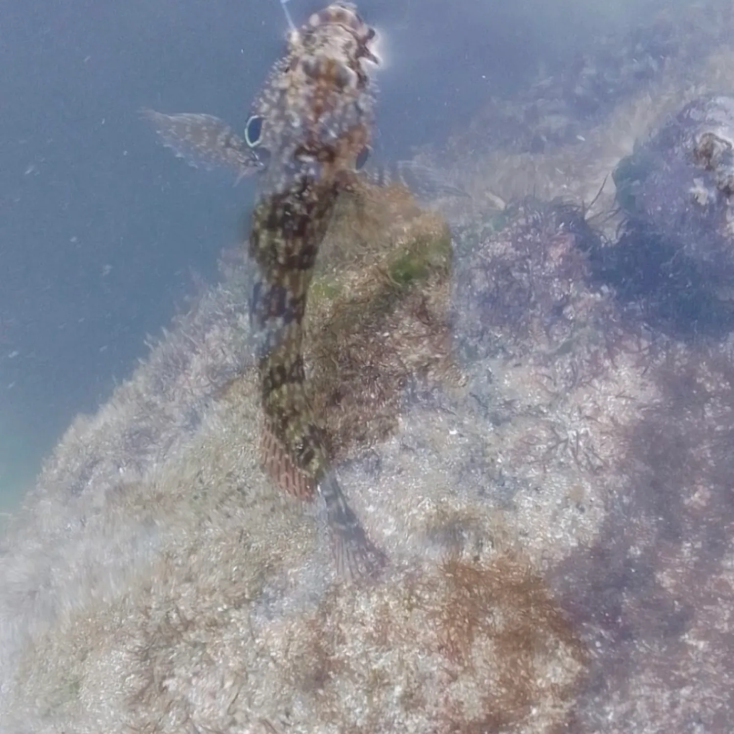 The most recent Round goby catches on Fishbrain