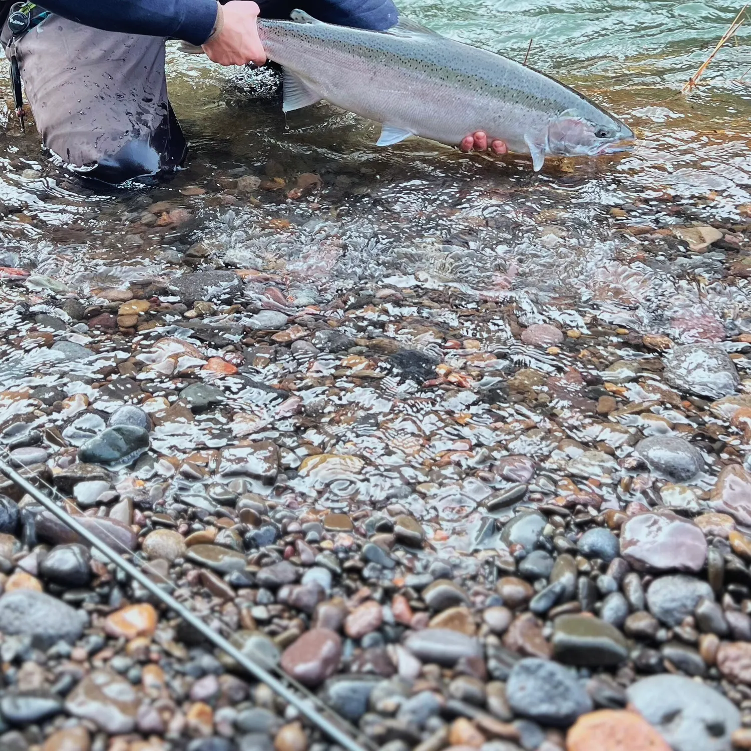 The most recent Steelhead catches on Fishbrain