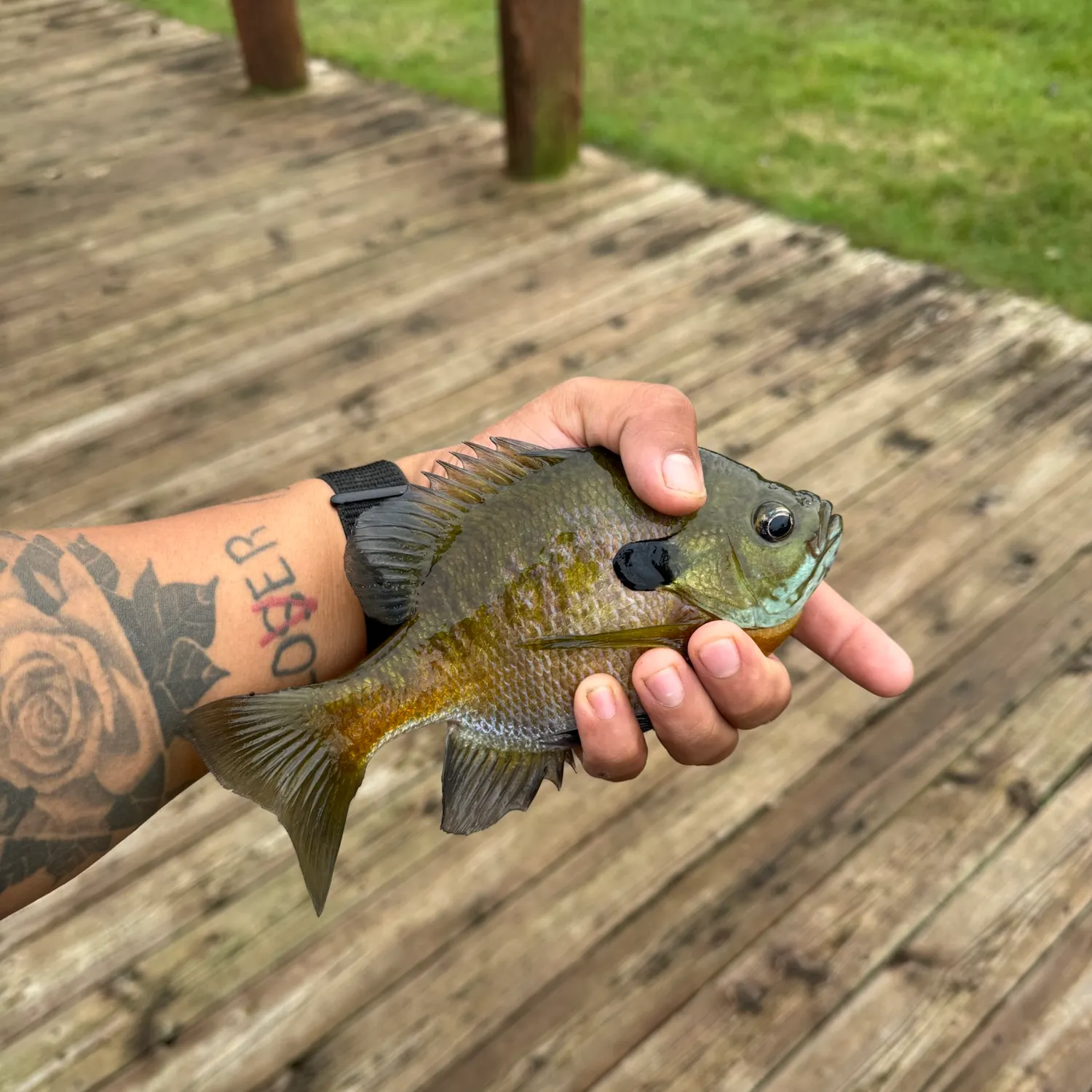 Bluegill caught on Fishbrain