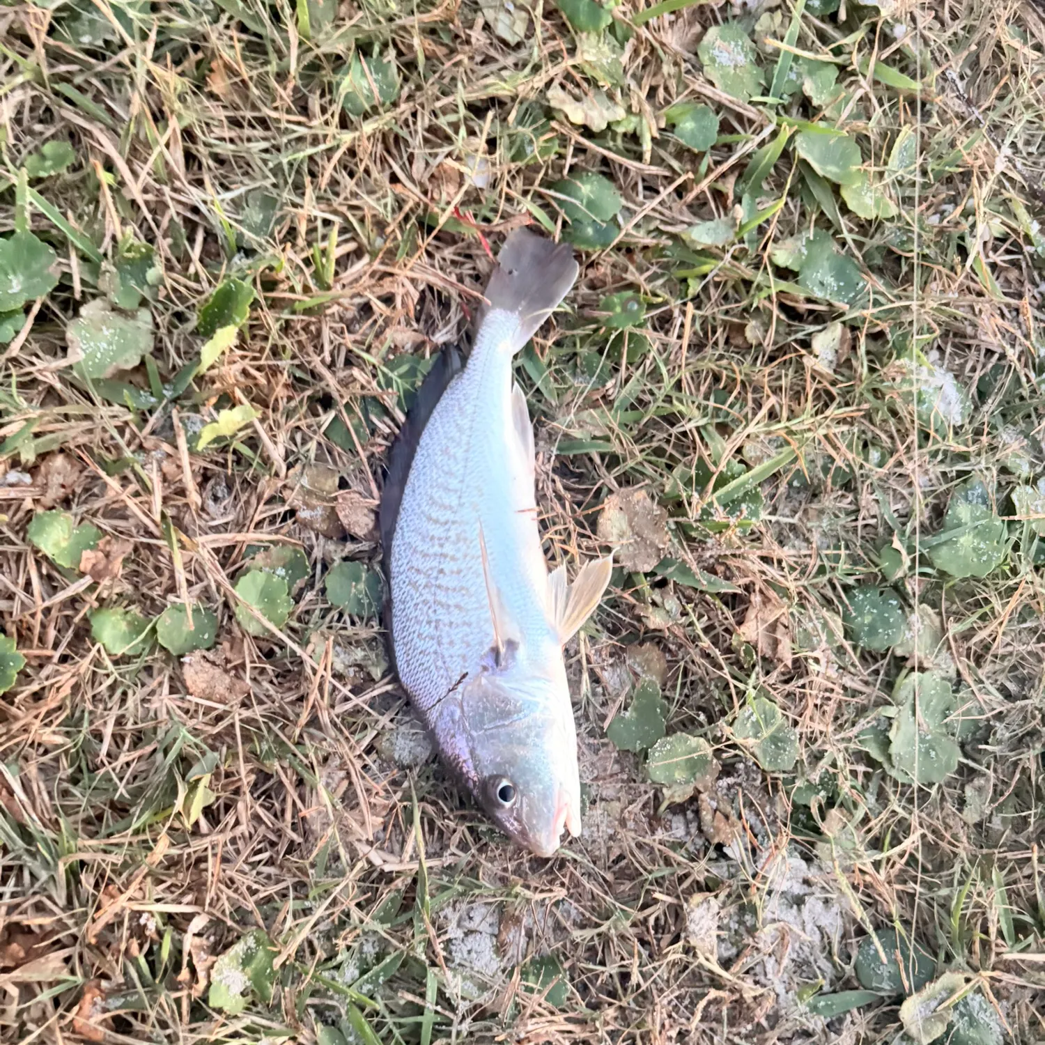Spot croaker caught on Fishbrain