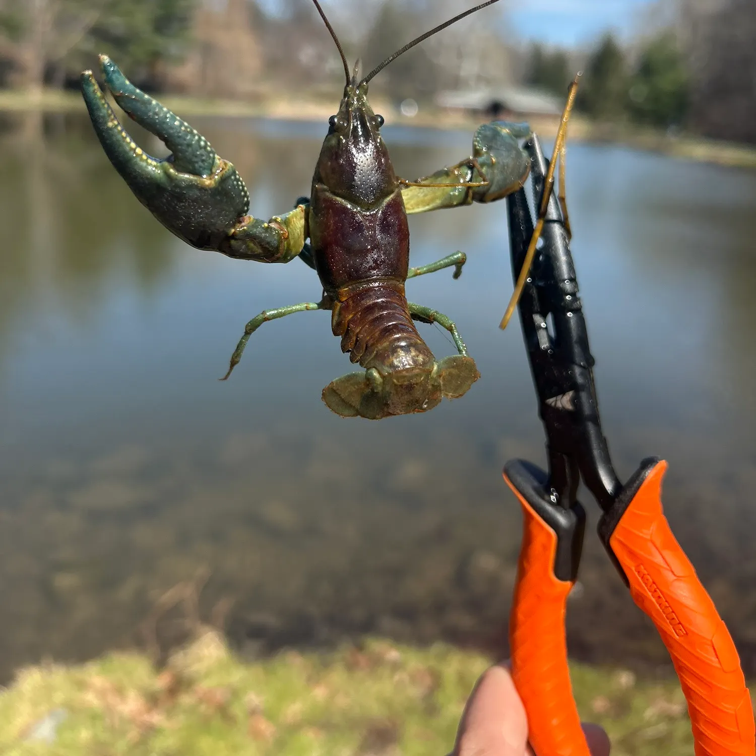 The most recent Signal crayfish catches on Fishbrain