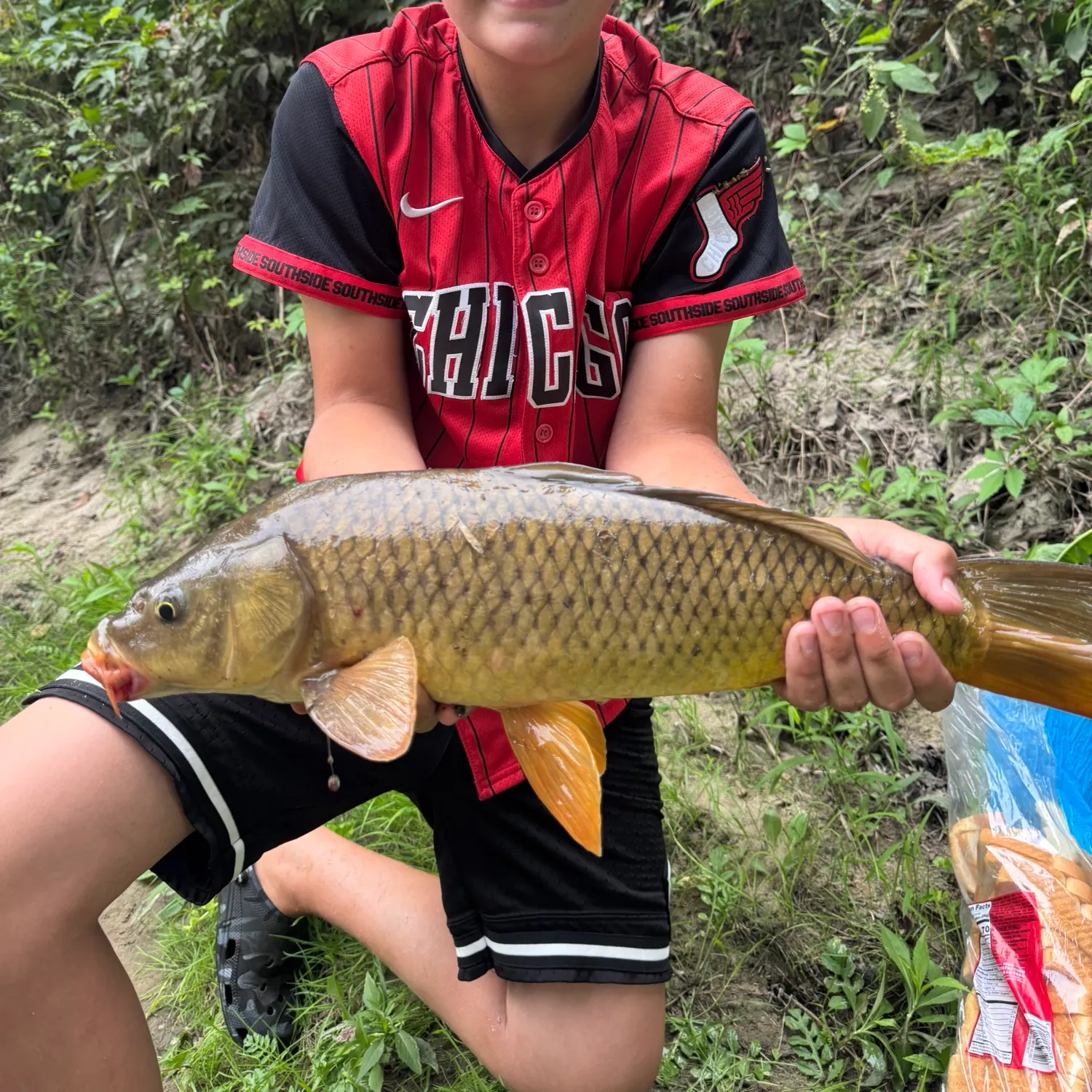 Common carp caught on Fishbrain