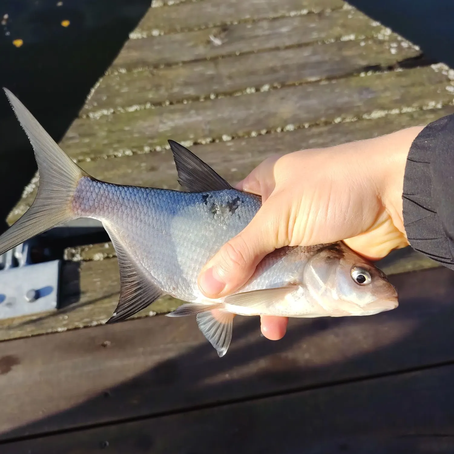 Common bream caught on Fishbrain