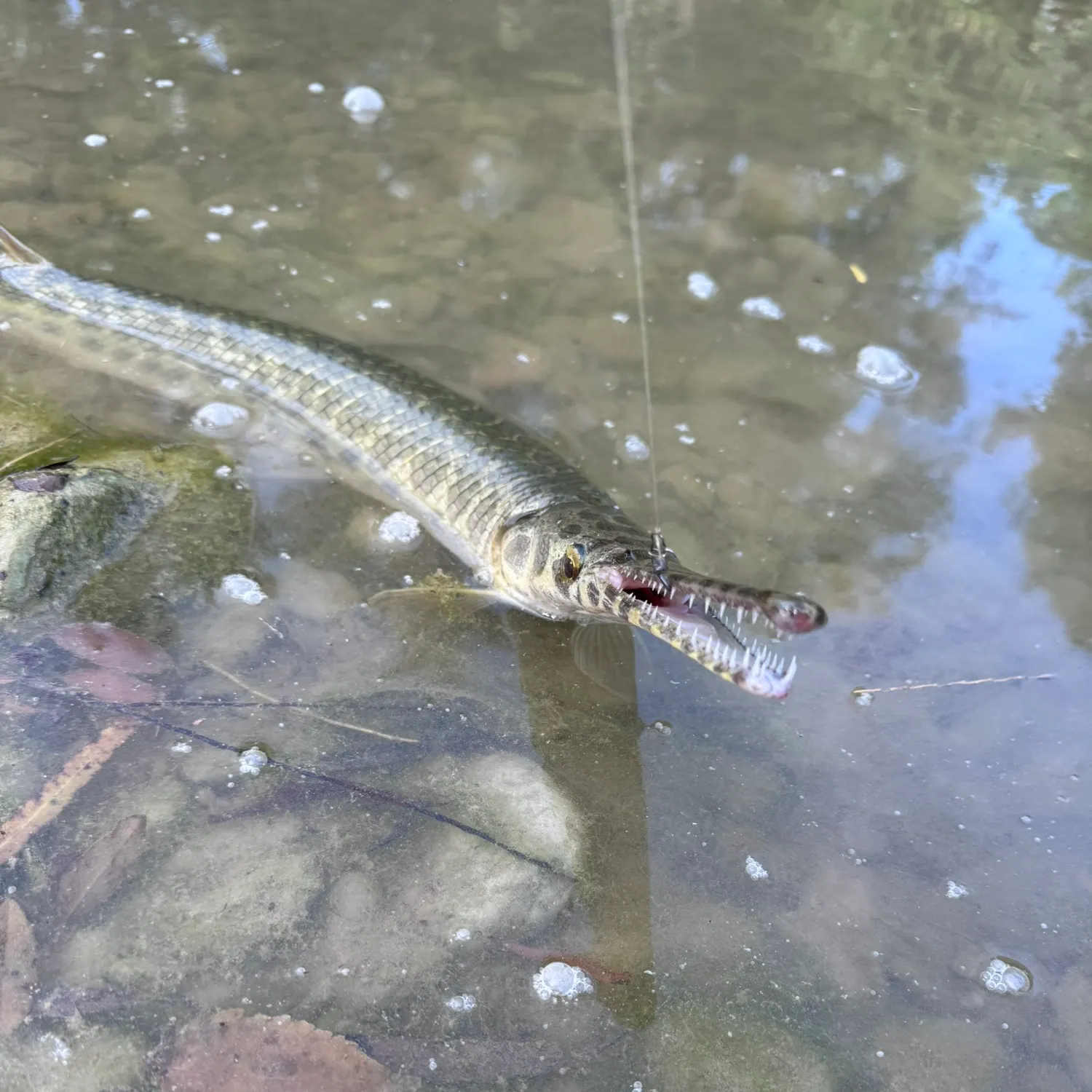 Spotted gar caught on Fishbrain