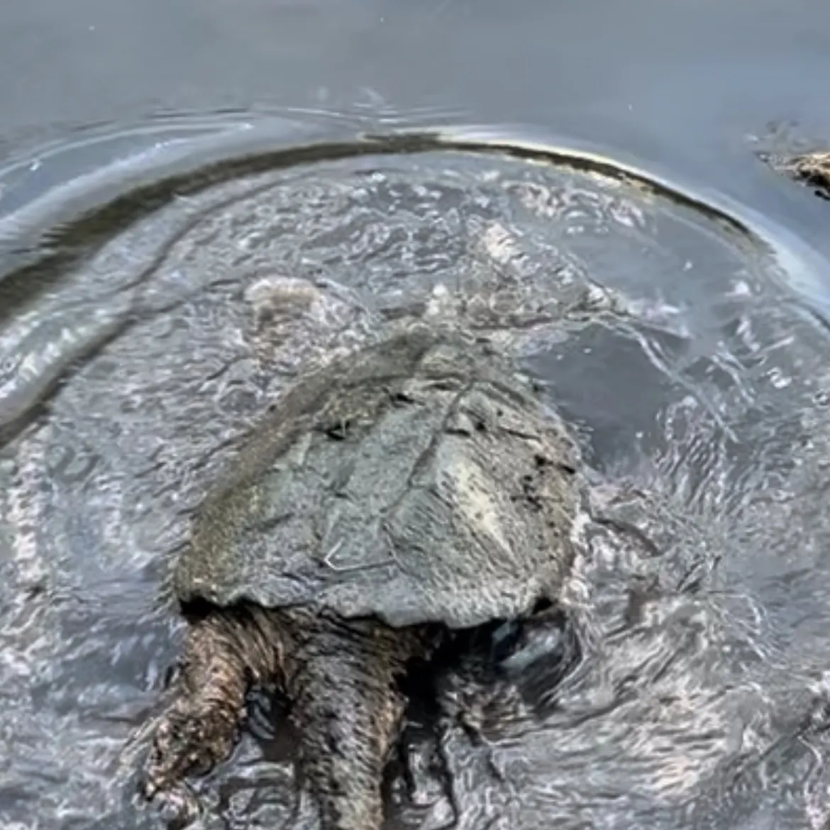 Common snapping turtle caught on Fishbrain