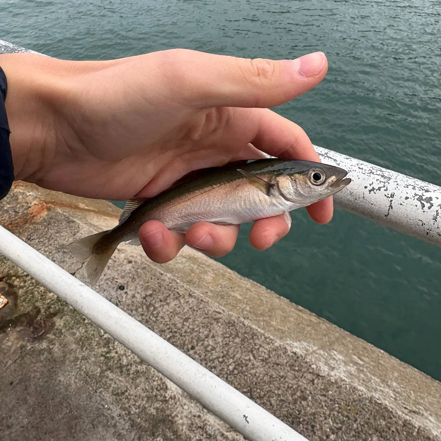 Fish caught on Fishbrain