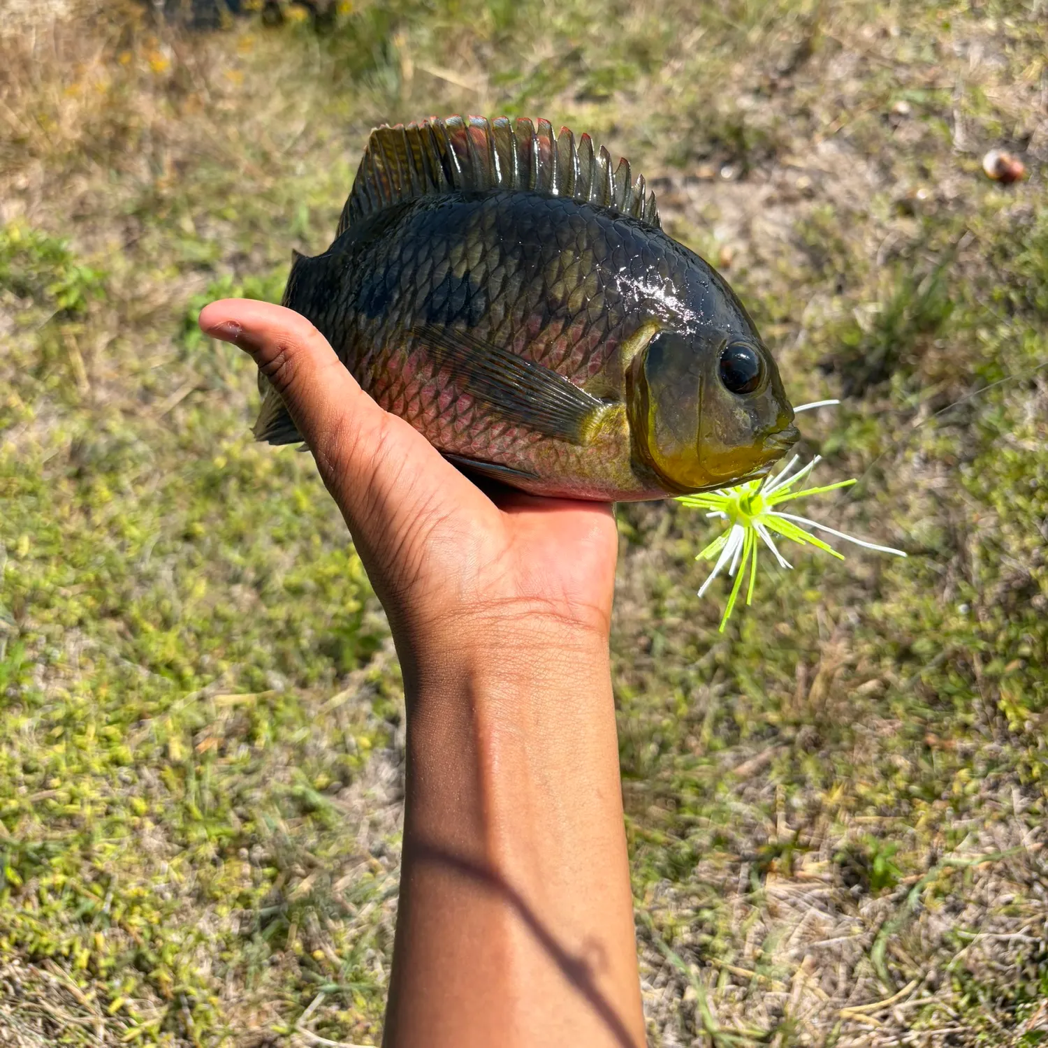 The most recent Mayan cichlid catches on Fishbrain