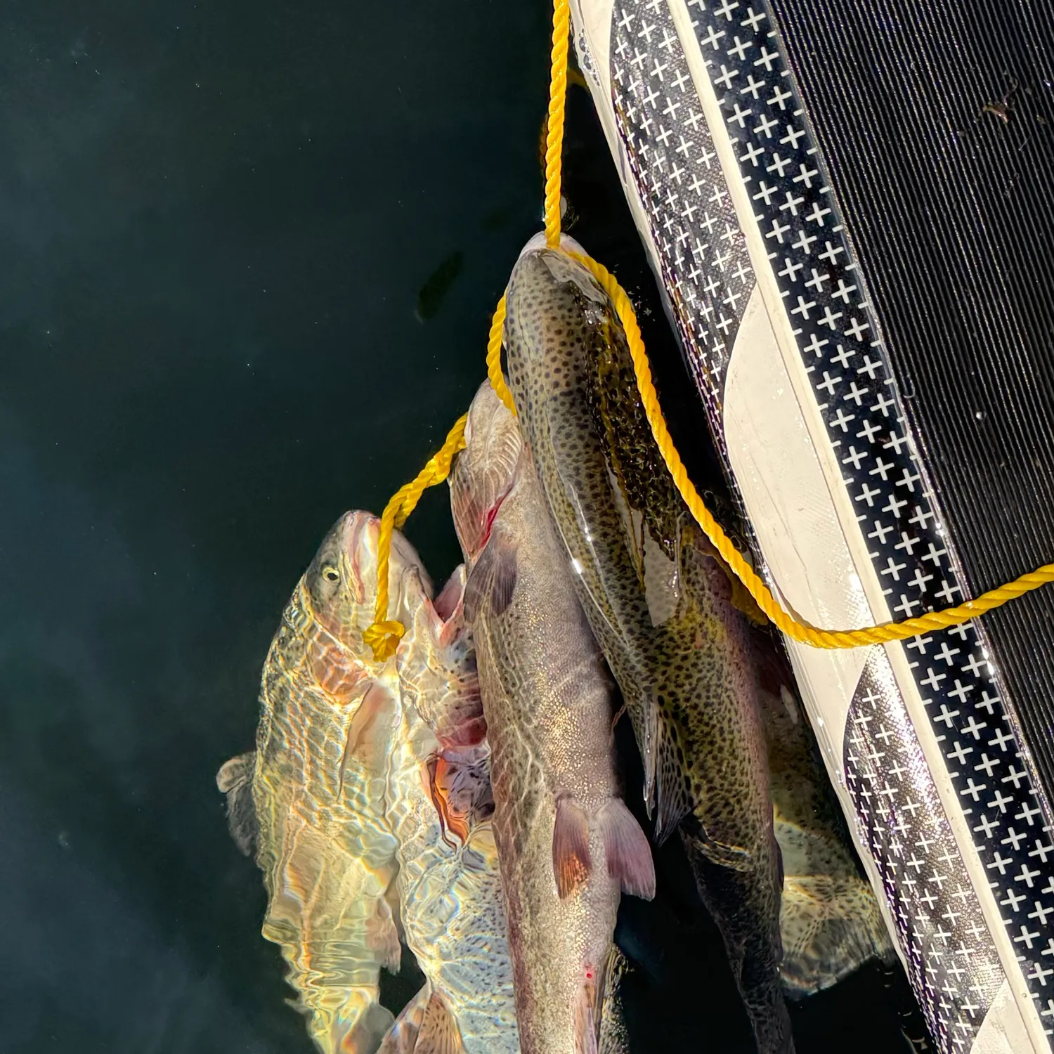 Rainbow trout caught on Fishbrain