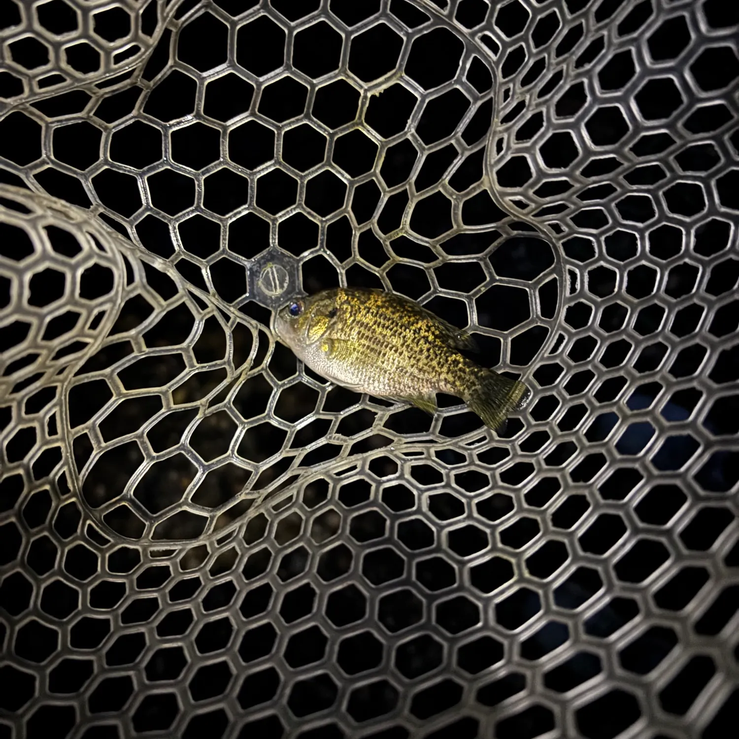 Rock bass caught on Fishbrain