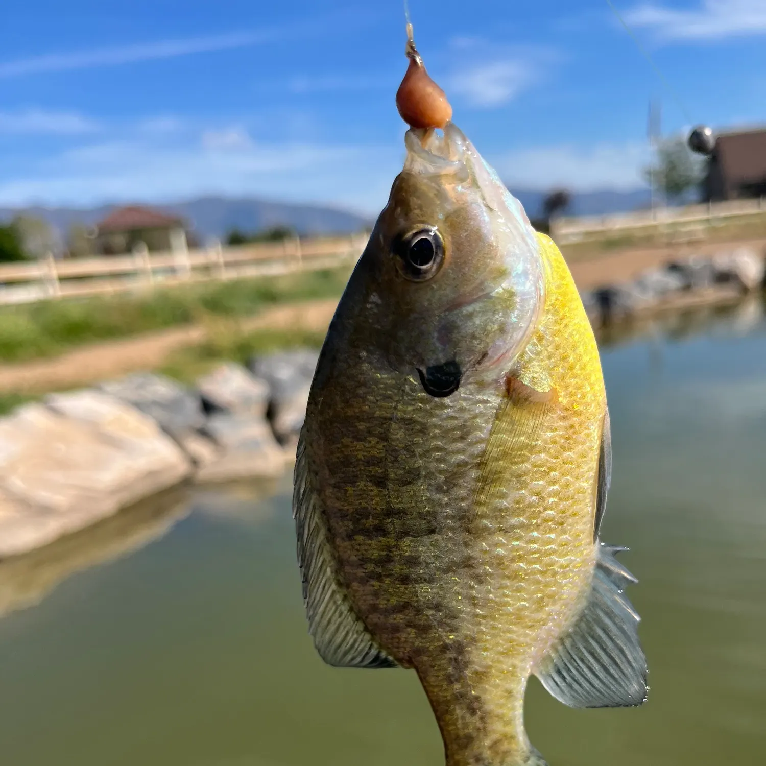 Fish caught on Fishbrain