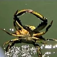 The most recent European spider crab catches on Fishbrain