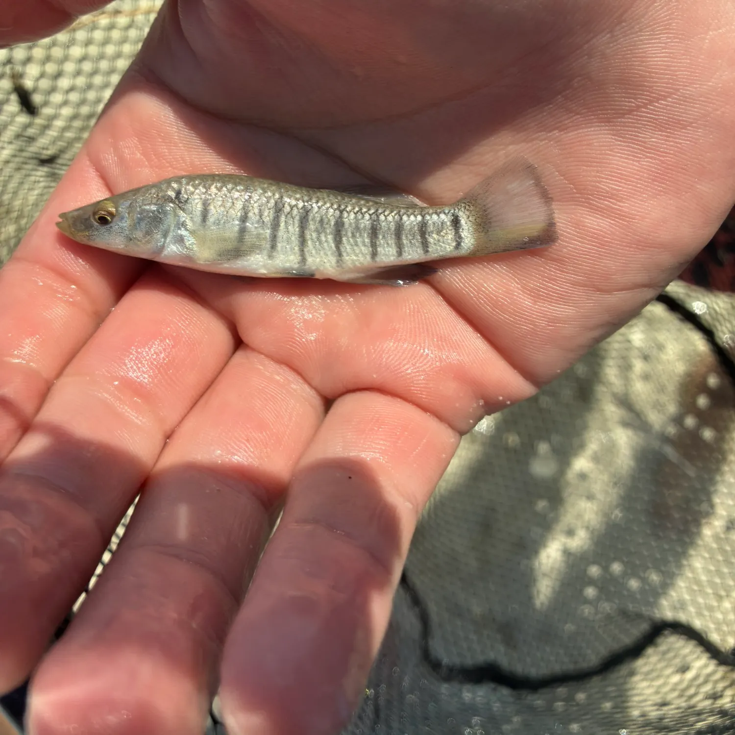 The most recent Inshore sand perch catches on Fishbrain